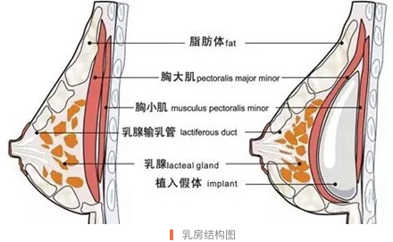 乳房结构图